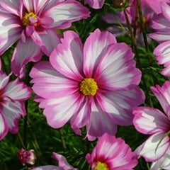 Cosmos Capriola