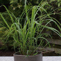 Lemon Grass