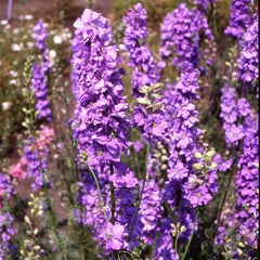 Larkspur Imperial Lilac Spire