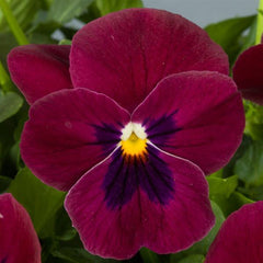 Viola ColorMax Rose w/Blotch  Primax