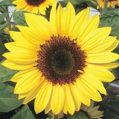 Sunflower Sunrich Lemon TRT