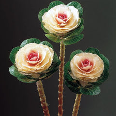 Ornamental Kale Lucir White