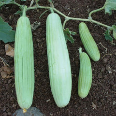 Cucumber Armenian