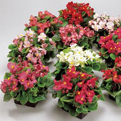 Begonia Ambassador Mix PLT