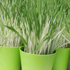 Cat Grass Tabby