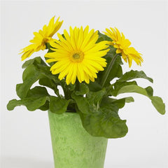 Gerbera Revolution Yellow w/Light Eye