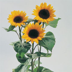 Sunflower Sunrich Orange TRT