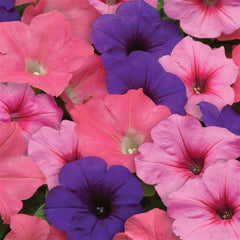 Petunia Easy Wave Beachcomber Mixture PLT