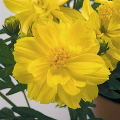 Cosmos Limara Lemon DTL.