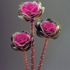 Ornamental Kale Lucir Rose