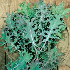 Kale Red Russian
