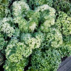 Ornamental Kale Yokohama White