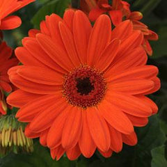 Gerbera Revolution Pastel Orange Dark Eye