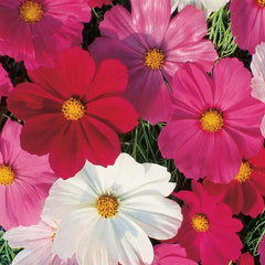 Cosmos Sensation Mix