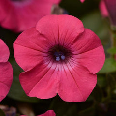 Petunia Tidal Wave Hot Pink PLT