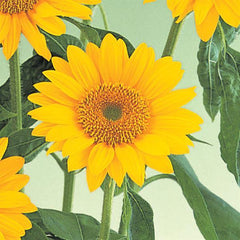 Sunflower Sunrich Gold TRT