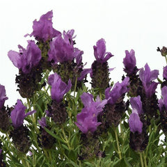 Lavender Bandera Purple