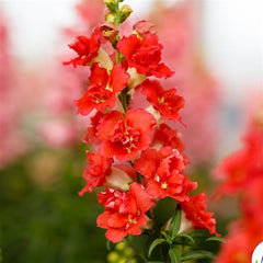 Snapdragon DoubleShot Orange Bicolor