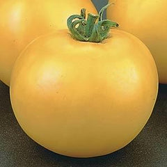 Tomato Lemon Boy Plus