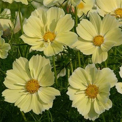 Cosmos Xanthos