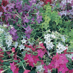 Nicotiana Perfume Mix PLT.