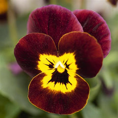 Viola Admire Ruby Gold