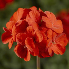 Geranium Pinto Premium Deep Scarlet