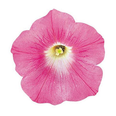 Petunia Wave Pink PLT