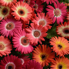 Gerbera Revolution Bicolor Mix
