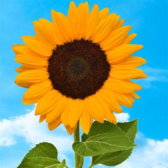 Sunflower Sunshine Max TRT