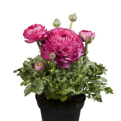 Ranunculus Sprinkles Pink
