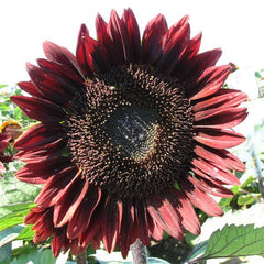 Sunflower ProCut Red TRT