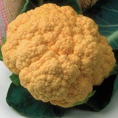 Cauliflower Cheddar