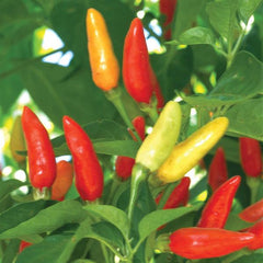 Pepper Hot Tabasco