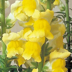 Snapdragon Sonnet Yellow