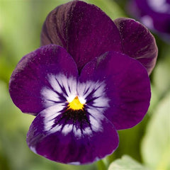 Viola Admire Denim