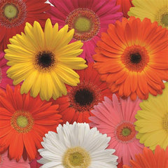 Gerbera Revolution Select Mix