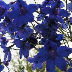 Delphinium grandiflorum Blue Butterfly