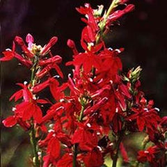 Lobelia Fan Burgundy PLT