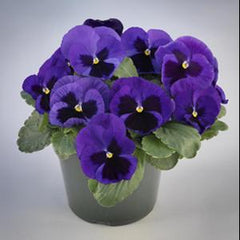 Pansy Majestic Giants II Mid-Blue w/Blotch (Ocean) PRIMAX