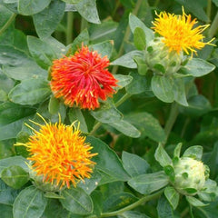 Carthamus Zanzibar Orange
