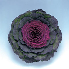Ornamental Kale Pigeon Purple