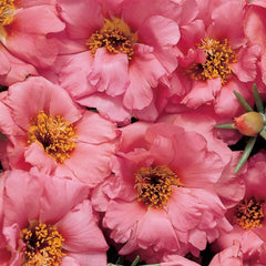 Portulaca Sundial Peach