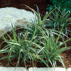 ColorGrass Luzula Lucius MPLT.