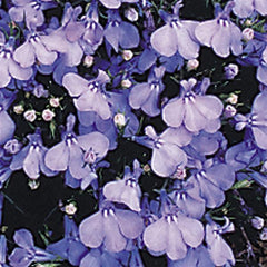 Lobelia Cambridge Blue