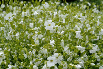 Saponaria Beauty White