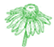 Echinacea