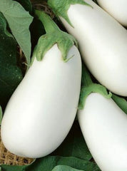 Eggplant White Star