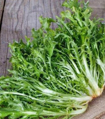 Endive Tres Fine