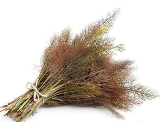 Fennel Bronze